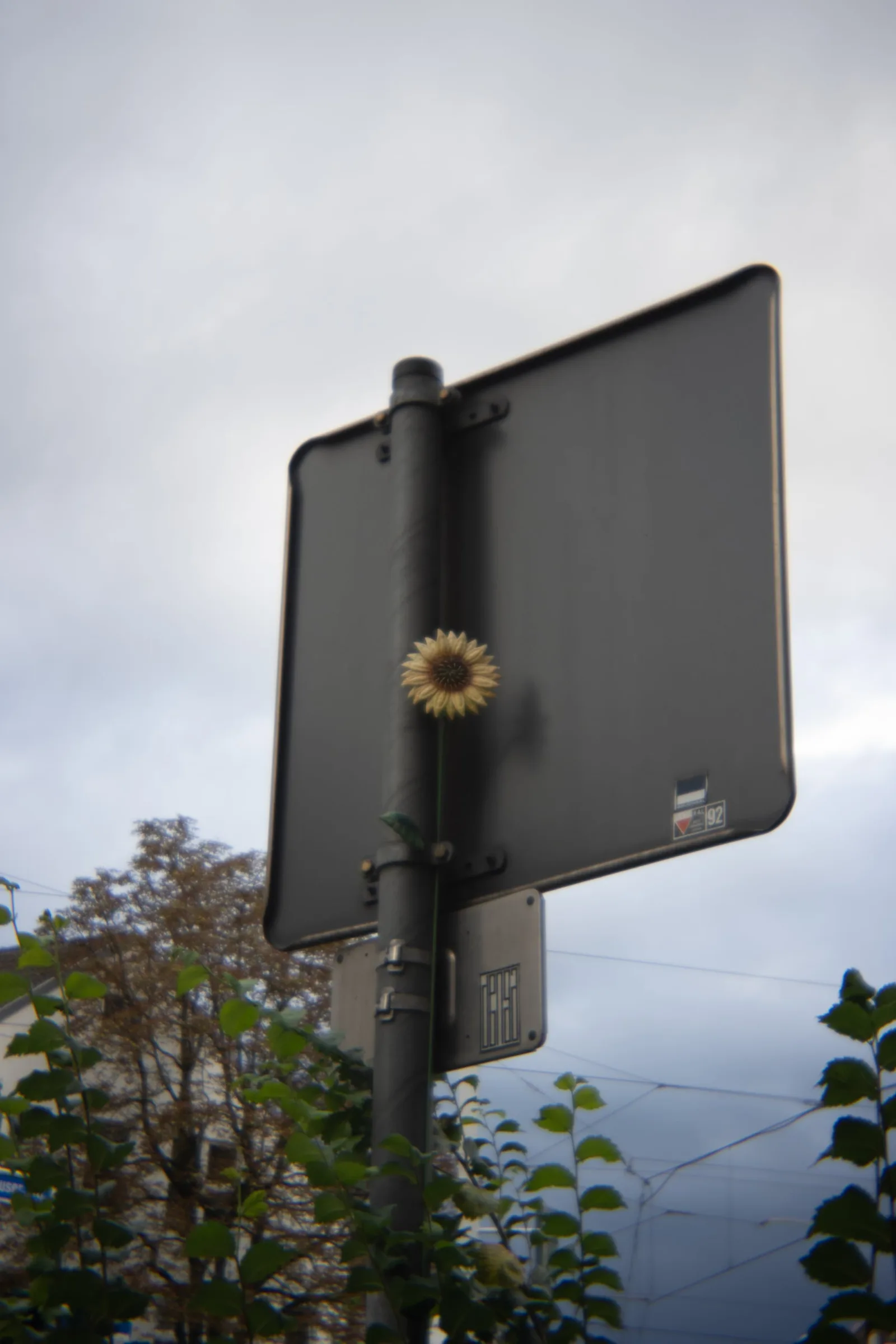 DSC00681